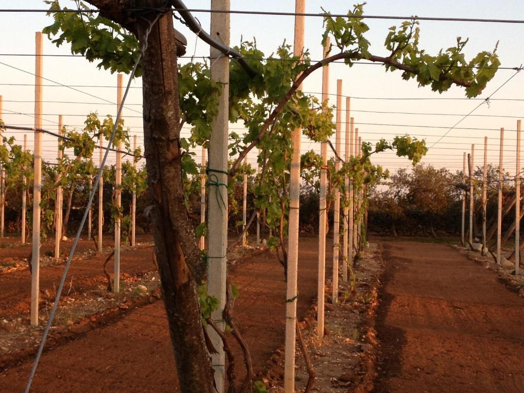 Agriturismo Terra Rossa 오트란토 외부 사진